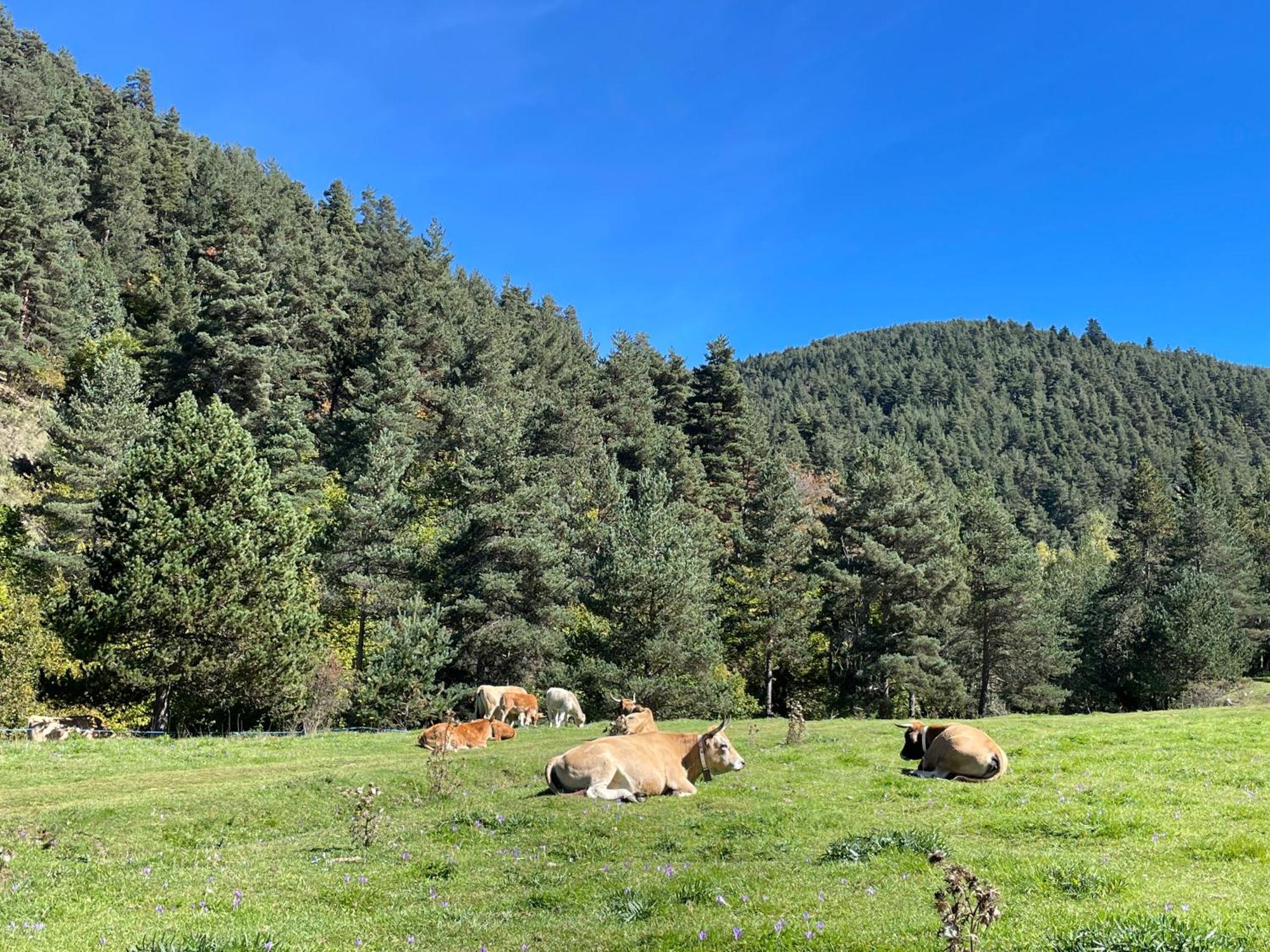 Apartamento Dalia La Molina  Luaran gambar
